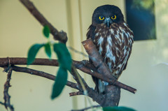 上野動物園②(｀・ω・´)ｷﾘｯ