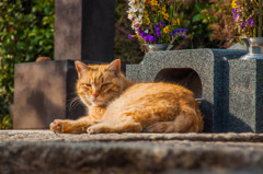 ぼちねこ