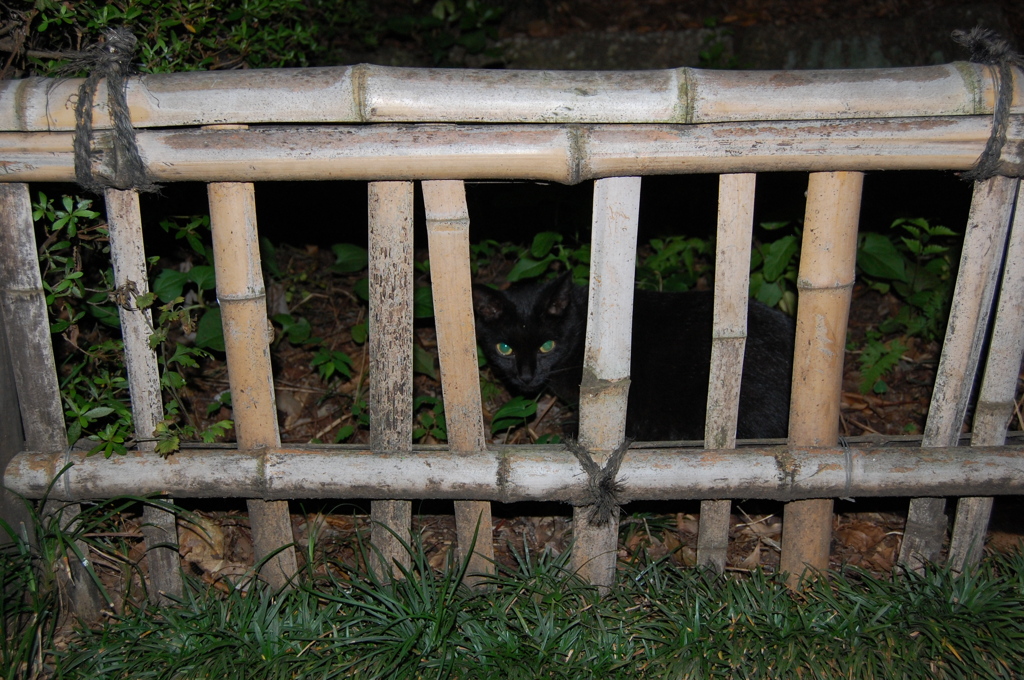 夜黒猫