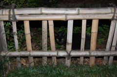 夜黒猫