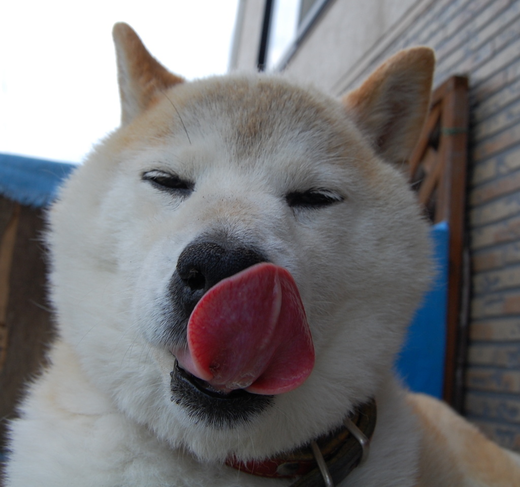 まぬけ犬