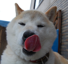 まぬけ犬