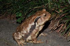 夜ガエル