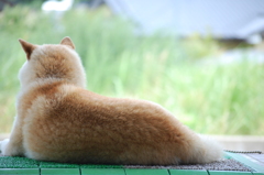 夏の哀愁