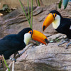 上野動物園①