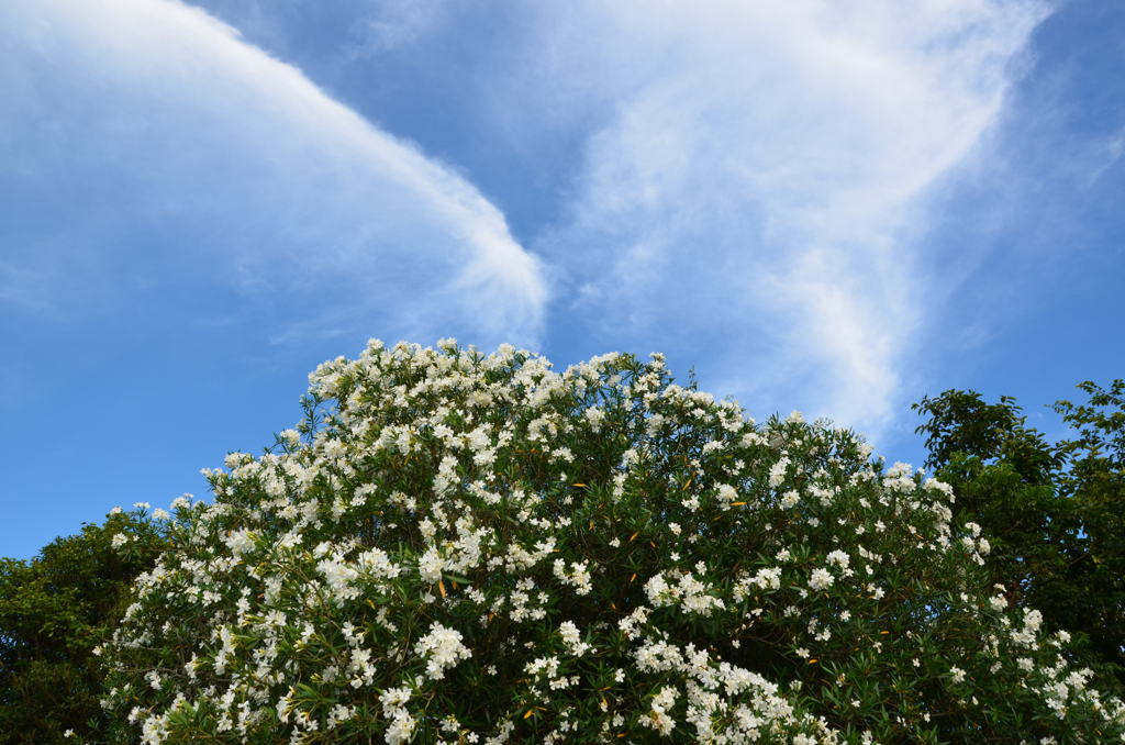 夾竹桃の空