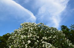 夾竹桃の空