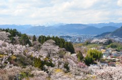 ふくしま花見山