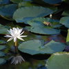 睡蓮