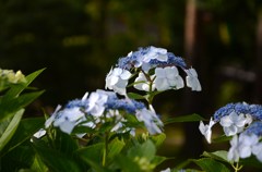 がく紫陽花