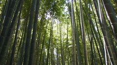 竹林
