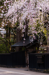 武家屋敷と桜