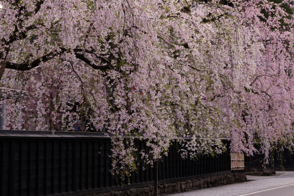 枝垂れ桜と黒塀