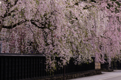 枝垂れ桜と黒塀