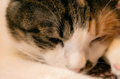 猫②