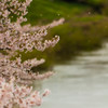 チリユクハナビラ