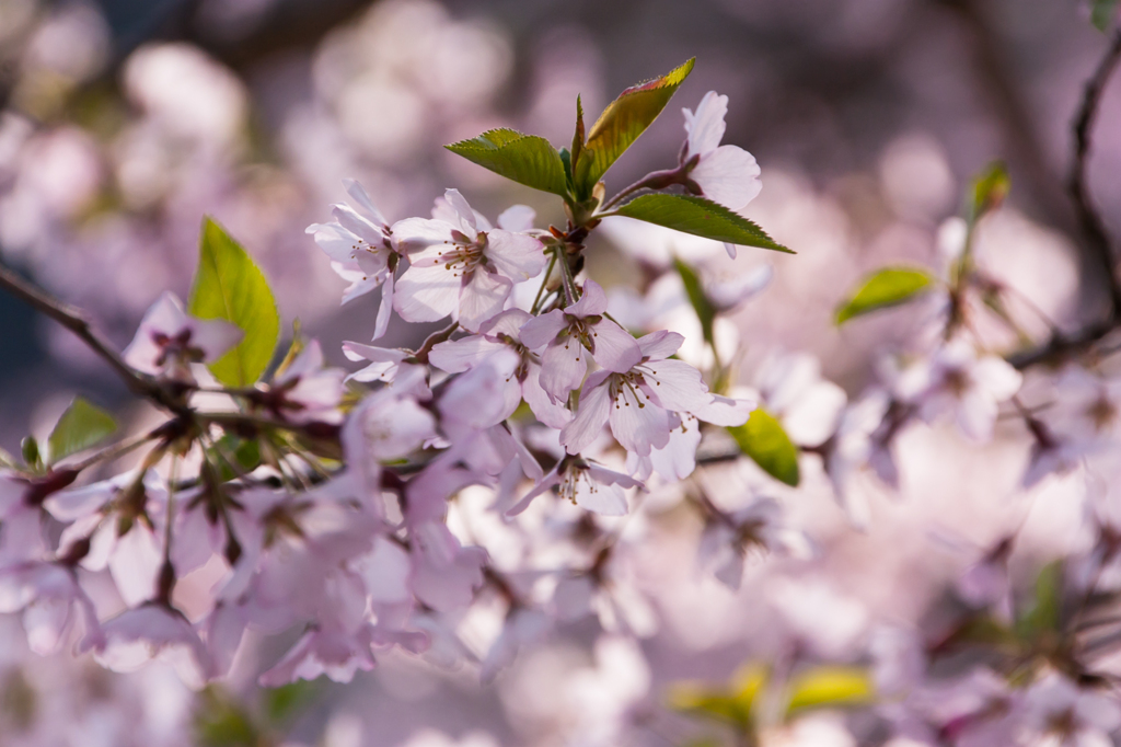 桜