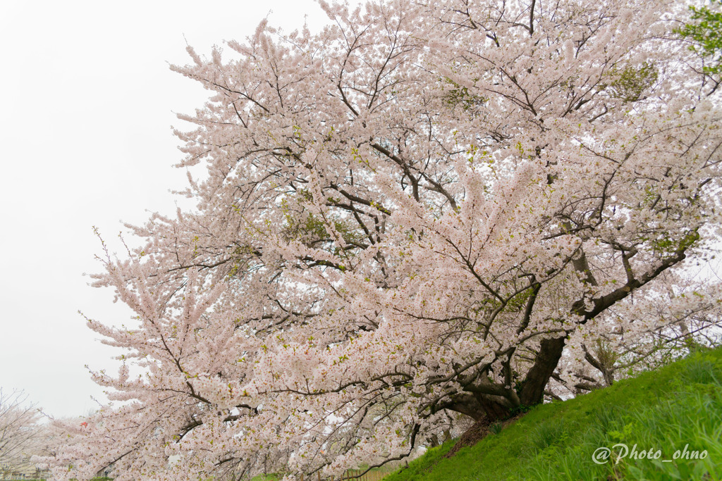 曇天と桜