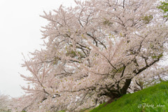 曇天と桜