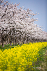 桜と菜の花