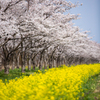 桜と菜の花