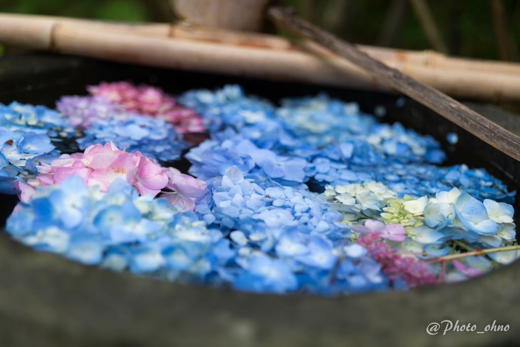 水と紫陽花