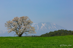 岩手山と桜
