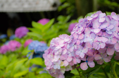長谷寺の紫陽花