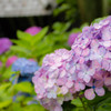 長谷寺の紫陽花