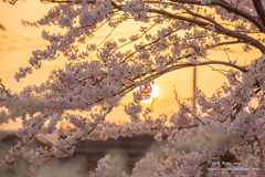 夕景の桜