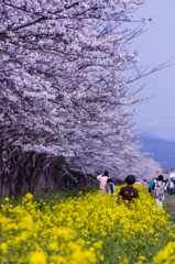 菜の花ロード