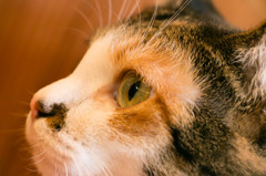 猫①