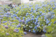 紫陽花の路