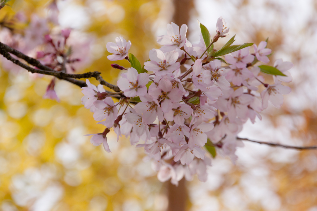 桜2