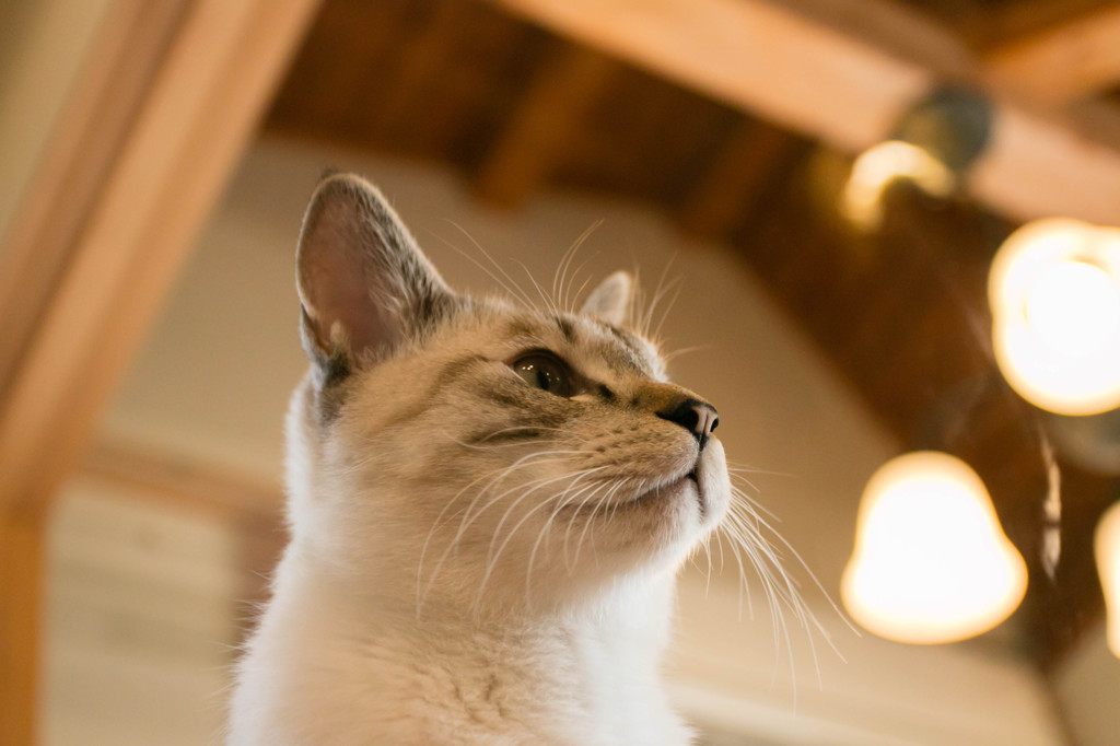 猫③
