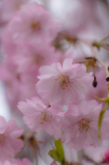 八重紅枝垂桜