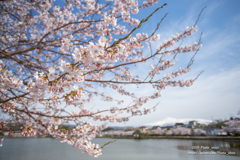 桜と鳥海山