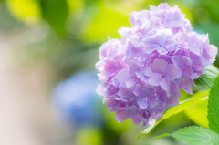 明月院の紫陽花