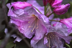 雨あがる１