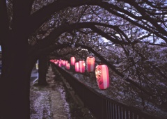 桜祭り１