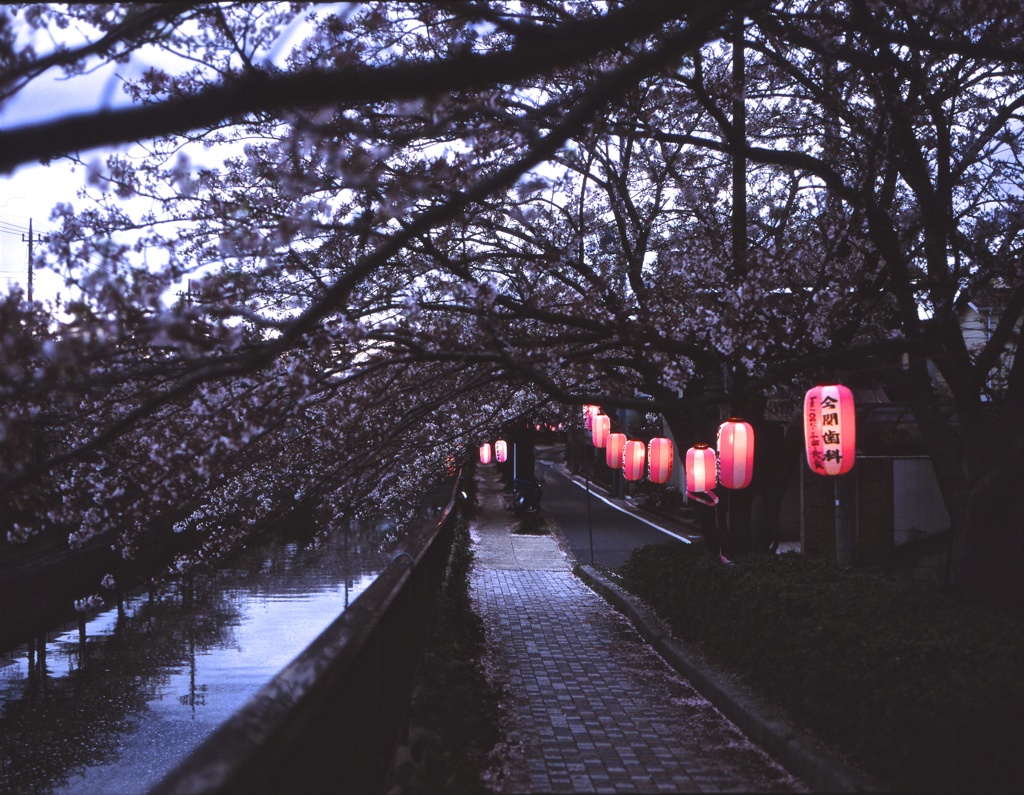 桜祭り