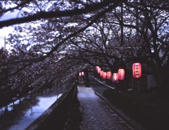 桜祭り