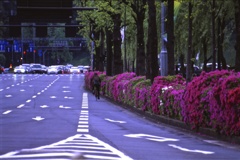男の花道