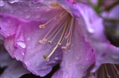 雨あがる３