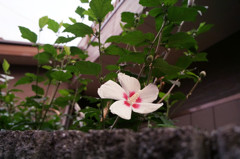 dsc00102_副本