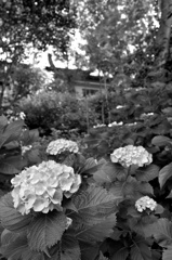 hydrangea in temple 2