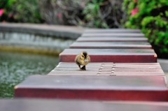 小さな大冒険