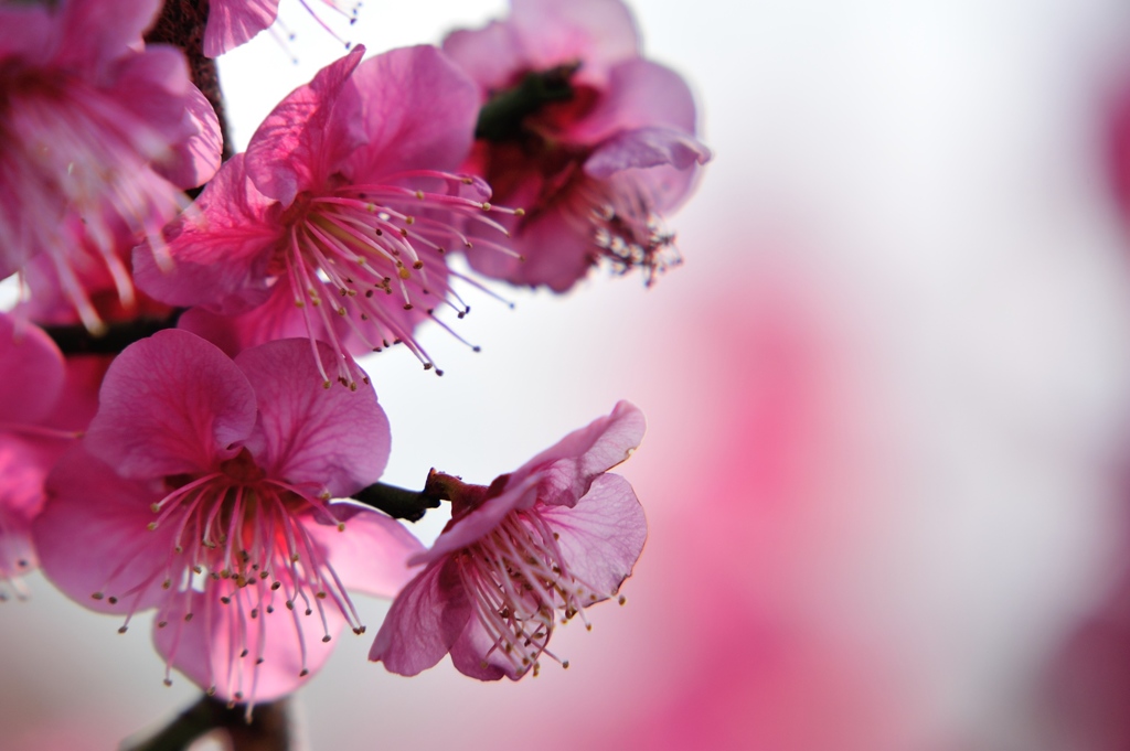 pink