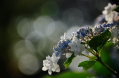 輝きと紫陽花