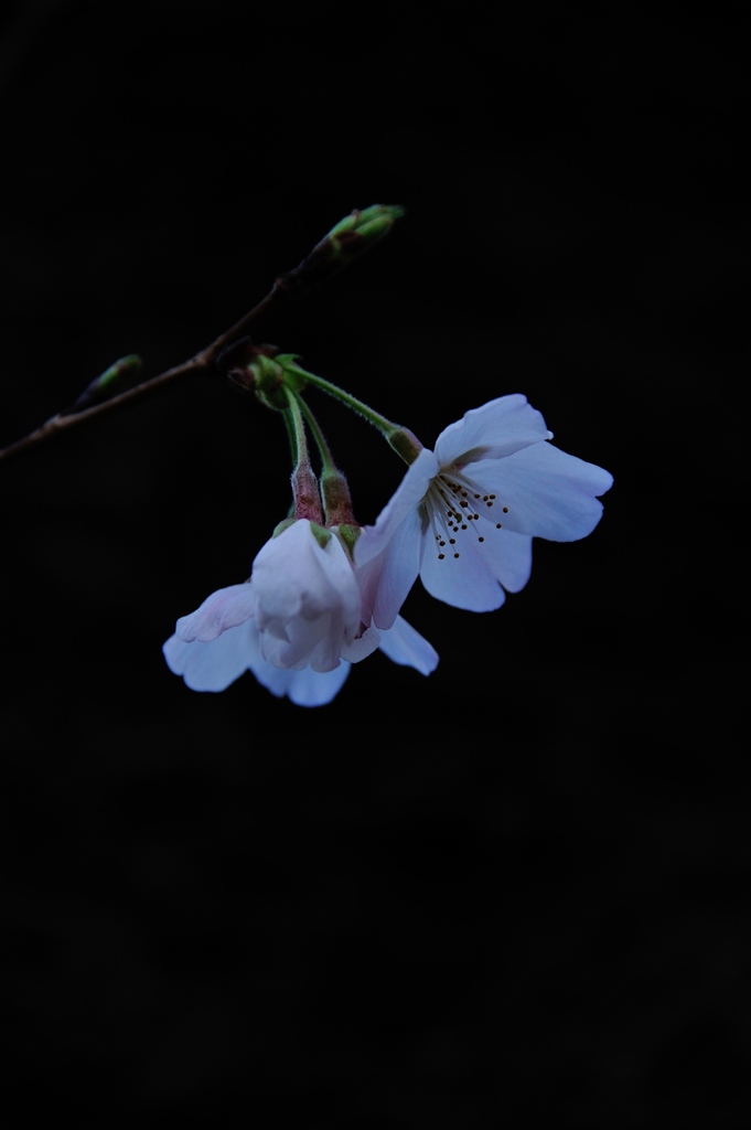 漆黒～純白